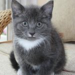 grey cat, kitten, cute